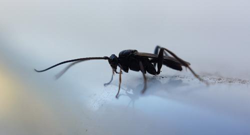 Réf. 216 235 : Helconinae inconnu
